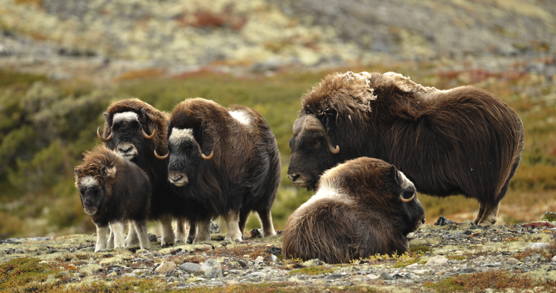 The Dovre line - SJ Norge